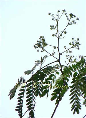  Inflorescence-Terminal panicle of flower heads